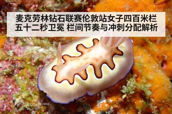 麦克劳林钻石联赛伦敦站女子四百米栏五十二秒卫冕 栏间节奏与冲刺分配解析